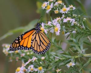 Monarch Staging